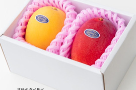 【数量限定】夏ギフトお中元💕朱色と金色のマンゴー食べ比べ☀️太陽マンゴー(2L以上×2玉) 熨斗対応可