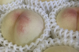 とろける口当たり！岡山県産『清水白桃』家庭用1.5kg 5~7玉