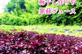 【7月予約販売】3kg✨農薬不使用の赤紫蘇！3キロ以上入るだけお包みします！【数量限定】自然栽培のおいしい紫蘇！自然農法