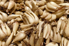 【鳥取県産】素材の栄養丸ごと 根付きらっきょう 2kg