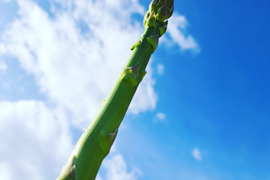 信州産 春どり アスパラガス（農薬・化学肥料不使用）