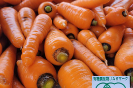 期間限定！冬越し春掘り大きめニンジン10キロ　（訳あり）【有機JAS認証】