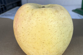 甘くてジューシー！きみと (B品りんご２㎏)