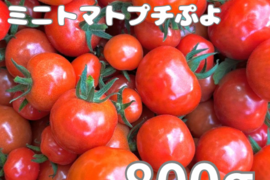 ミニトマトプチぷよ800g