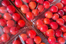 フルーツの里！増毛町産さくらんぼ「佐藤錦」500g×2