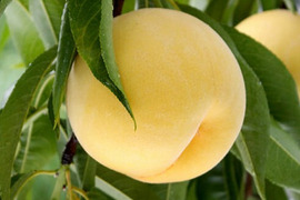 数量限定🍑黄ららのきわみ3kg🍑希少種&激レア🍑朝採り🍑【自宅用】訳あり品🍑甘い糖度高め品種🍑硬め~熟すとジューシーなめらか黄桃🍑きららのきわみ🍑追熟オススメ🍑9月上旬頃~収穫予定です