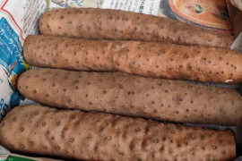 【鳥取県産】粘り抜群！ねばりっこ 1kg（宅急便コンパクト）