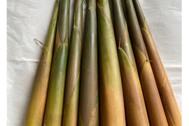 アク抜き不要！種子島の苦竹(ニガタケ) 皮つき 2kg 【予約受付中】