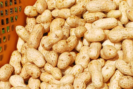 おおまさり(生落花生) 1kg　農薬化学肥料不使用