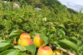 愛媛県　砥部町産　自家農園のふぞろいの小梅たち8kg（農薬・化学肥料・除草剤不使用　ご家庭用）（チルド配送）