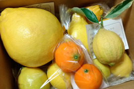 いろんなレモンのおまかせセット化学農薬不使用・希少レモン入り【柑橘食べ比べ】