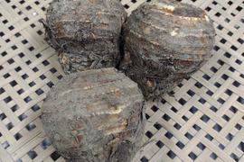 [なゆた農場][訳あり]里芋(土垂)の親芋2kg