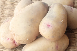 しっとりなめらか！はるか 1.5kg(7-18個程度)【新じゃが】