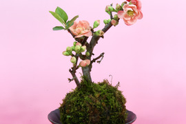 〜優しい空間を〜　苔玉　木瓜（桃色系）