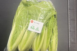 【三関せり× 福立】伝統野菜 鍋 セリ鍋 きりたんぽ鍋  天ぷら せり 三関産せり しゃぶしゃぶ セリ 家庭 ギフト お歳暮 クリスマス すき焼き 家庭 雑煮 七草 お取り寄せ野菜