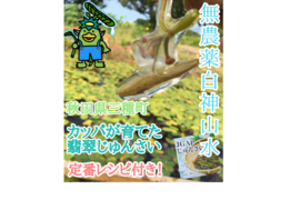 農地直送!秋田県三種町翡翠生じゅんさい1キロ