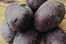 タワラマゼランの通販｜じゃがいも｜食べチョク｜産地直送(産直