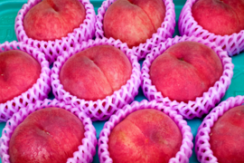 【夏ギフト】あかつき🍑もちっと甘い！朝採れ発送します