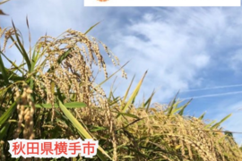 【新米】令和7年産 あきたこまち 玄米30kg 農家直送 秋田県産 特別栽培米