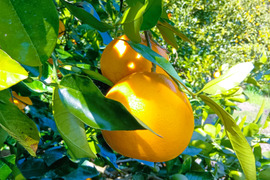 【新品種】グレープフルーツ3kg　和歌山県産　サイズ混合 　農薬節減　即日発送　お試し特価