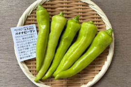 肉厚シャキシャキ！バナナピーマン 1袋 (約100g)