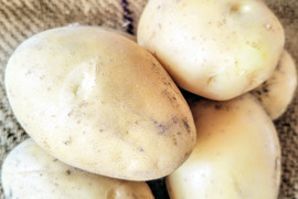 フランス生まれ！シンシア500g(5-8個程度)掘りたて土付き新じゃが