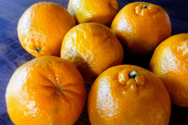 1月下旬以降発送予定）自然栽培　樹上完熟ぽんかん3kg(無選別）