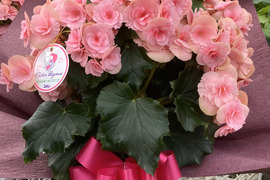 【贈答用】暑さに強い品種、夏におすすめ！エラチオールベゴニア【ベルセバライトピンク】５寸