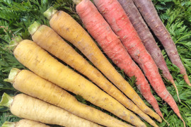 カフェごはん♪ カラフルにんじん1.5kg(12本前後)【葉なし・土付き】