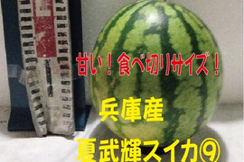 兵庫産夏武輝 小玉スイカ1玉　ご家庭用⑨