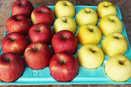 【特別栽培りんご】ふじ🍎🍏王林セット5kg  ギフトにもおすすめ🎁贈答用✨低農薬 りんご食べ比べ