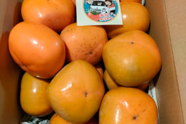 【送料500円引き】
🍁秋の恵み🍂《橋本ふるさと便》　
和歌山橋本の柿ご家庭用5キロ約20コ入り