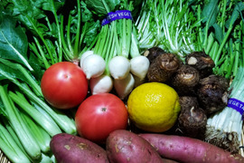 【大寒】魚の町で長年育ててもらった野菜セット7～9品目