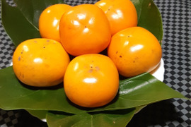 秋来る　たねなし柿（箱込み２kg以内・８～ １０個入り）※ご家庭用