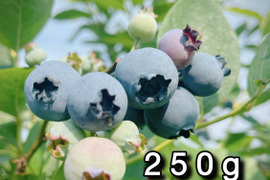 【品種：ブルージェイ】冷凍ブルーベリー•250g（道産自然栽培）※まとめ買い対応