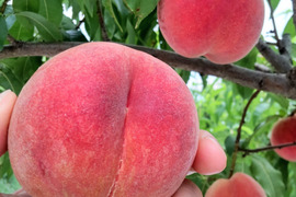 玉うさぎ3kg🍑数量限定🍑希少種&激レア桃🍑朝採り🍑【自宅用】訳あり品🍑香り良い糖度高め甘い品種🍑採りたて硬め～熟すと柔らかジューシーなめらか白桃🍑8月下旬収穫予定です
