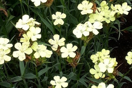 2個セット ダイアンサス （ナデシコ） ナッピー  イングリッシュガーデン 花苗 多年草 宿根草
