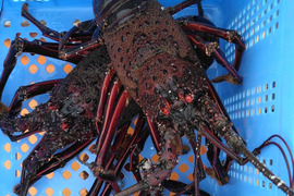 豊後の大きな活き伊勢エビ