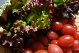 【販売終了】【朝採れ！】 サニーレタスとミニトマトのサラダセット♪ 1.6kg