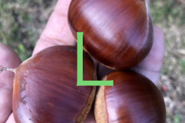 甘‼️【氷温熟成中】本場能勢栗“岸根（がんね）”L🌰1kg 《11/19発送開始！》
