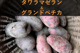 トウソン！俵マゼランじゃがいもSM　20㎏ c1c3298f615f789233479cd249e854