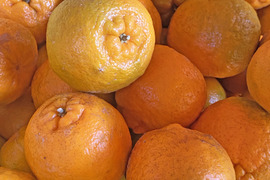 自然栽培　ポンカン　5kg（無選別）