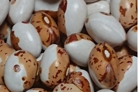 《メール便》【お徳用】ぽっけの虎豆1㌔【北海道自然栽培】