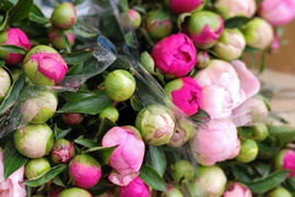 【日付指定不可】 農家直送！芍薬(シャクヤク）おまかせミックス 10本セット  母の日 しゃくやく  お花 はな 生花 切花