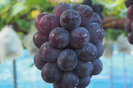 大粒で華やかな味わい！贈り物におすすめ！岡山県産『ピオーネ』ギフト・1㎏