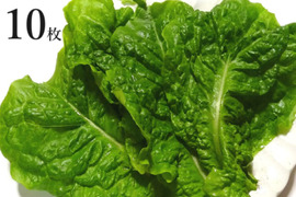 焼肉を巻き巻き岡山県産のサンチュ１０枚