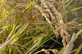 21歳若手農家が作る 雪若丸 15kg