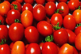 お子さんもパクパク沢山食べちゃう甘いミニトマト　アイコ 1.8kg