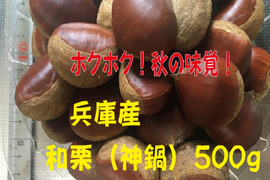 農薬不使用栽栽培　兵庫産　ホクホク甘い和栗（500ｇ）⑦