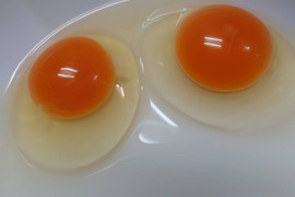 出荷日当日の朝採り新鮮お届け致します☆  平飼い濃厚卵　岡崎おうはん若鶏元気たまご🐣　30個